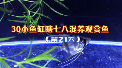 神仙魚可以混養嗎|千萬別亂買！建立觀賞魚混養觀念｜水族箱姊弟－水族 